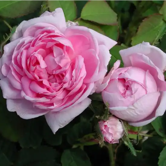 Trandafiri Moss - Trandafiri - Marie de Blois - 